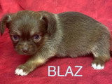 6 chiots Chihuahua à poils longs non LOF disponibles pour juillet 2026