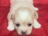 6 chiots Chihuahua à poils longs non LOF disponibles pour juillet 2026