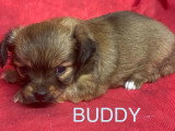 6 chiots Chihuahua à poils longs non LOF disponibles pour juillet 2026