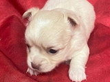 6 chiots Chihuahua à poils longs non LOF disponibles pour juillet 2026