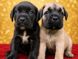 À réserver : 8 chiots Cane Corso LOF nés en mai 2026