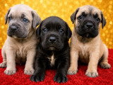 À réserver : 8 chiots Cane Corso LOF nés en mai 2026