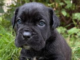 À réserver : 8 chiots Cane Corso LOF nés en mai 2026