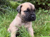 À réserver : 8 chiots Cane Corso LOF nés en mai 2026