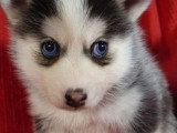 À vendre : 2 chiots Pomsky non LOF nés en avril 2026 mâle et femelle