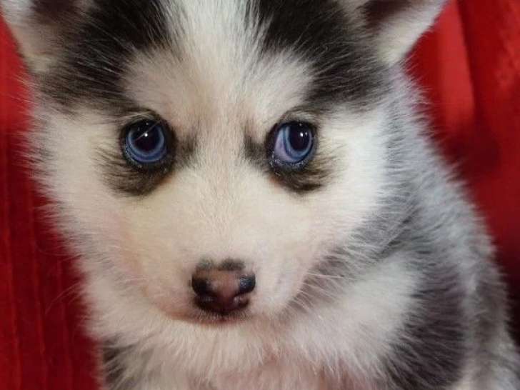 À vendre : 2 chiots Pomsky non LOF nés en avril 2026 mâle et femelle