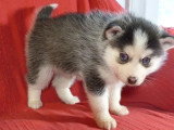 À vendre : 2 chiots Pomsky non LOF nés en avril 2026 mâle et femelle