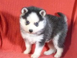 À vendre : 2 chiots Pomsky non LOF nés en avril 2026 mâle et femelle