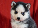 À vendre : 2 chiots Pomsky non LOF nés en avril 2026 mâle et femelle