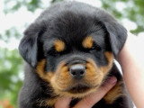 5 chiots Rottweiler LOF nés en mai 2026 à réserver