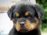 5 chiots Rottweiler LOF nés en mai 2026 à réserver