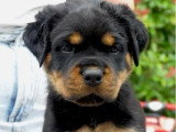 5 chiots Rottweiler LOF nés en mai 2026 à réserver