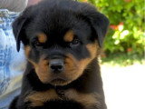 5 chiots Rottweiler LOF nés en mai 2026 à réserver