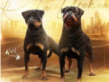 5 chiots Rottweiler LOF nés en mai 2026 à réserver