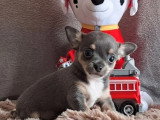 3 chiots Chihuahua mâles nés en avril 2026 non LOF à vendre