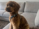 5 chiots Labradoodle mâles à réserver nés en juin 2026 non LOF