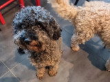 5 chiots Labradoodle mâles à réserver nés en juin 2026 non LOF
