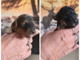 5 chiots Labradoodle mâles à réserver nés en juin 2026 non LOF