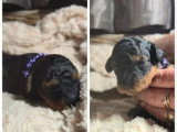 5 chiots Labradoodle mâles à réserver nés en juin 2026 non LOF