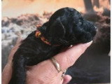 5 chiots Labradoodle mâles à réserver nés en juin 2026 non LOF