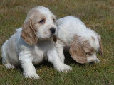 À réserver : 6 chiots Cocker Spaniel Anglais LOF rouans nés en mai 2026