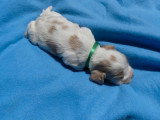 À réserver : 6 chiots Cocker Spaniel Anglais LOF rouans nés en mai 2026