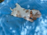 À réserver : 6 chiots Cocker Spaniel Anglais LOF rouans nés en mai 2026