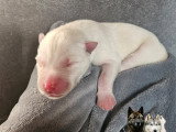 Chiots Husky Sibérien à réserver