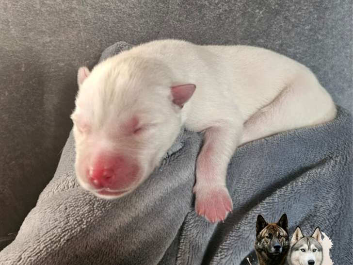 Chiots Husky Sibérien à réserver