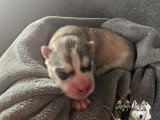 Chiots Husky Sibérien à réserver