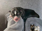 Chiots Husky Sibérien à réserver
