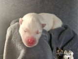 Chiots Husky Sibérien à réserver