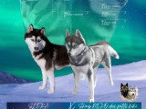 Chiots Husky Sibérien à réserver