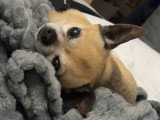 Mâle Chihuahua disponible pour saillie
