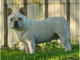 Bouledogue Français lilas tan platinium mâle non LOF à vendre