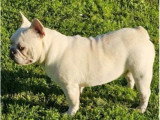 Bouledogue Français lilas tan platinium mâle non LOF à vendre