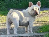 Bouledogue Français lilas tan platinium mâle non LOF à vendre