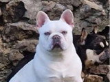 Bouledogue Français lilas tan platinium mâle non LOF à vendre