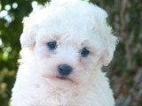Chiot femelle Bichon Frisé non LOF à réserver né en avril 2026