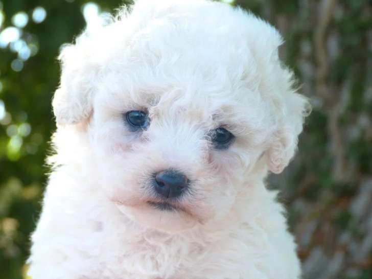 Chiot femelle Bichon Frisé non LOF à réserver né en avril 2026
