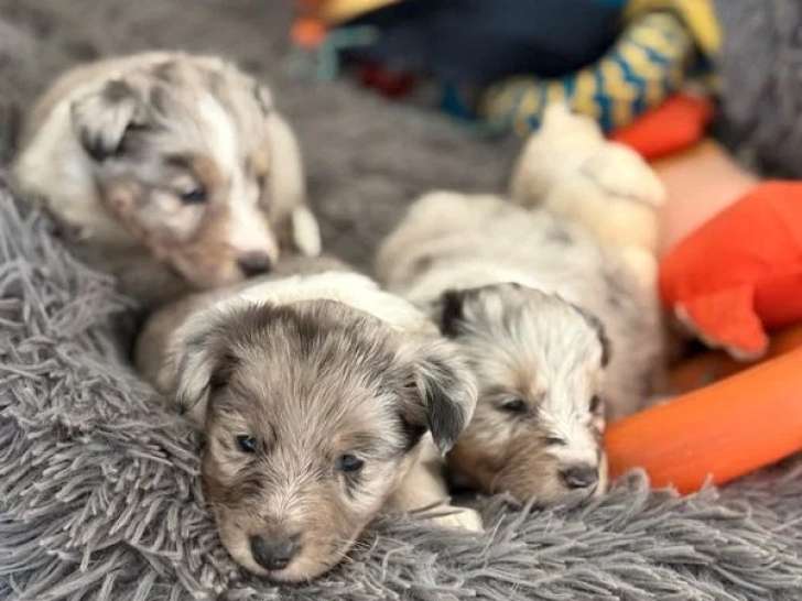 3 chiots Berger des Shetland bleu merle LOF à vendre, nés avril 2026