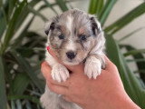 3 chiots Berger des Shetland bleu merle LOF à vendre, nés avril 2026