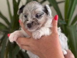 3 chiots Berger des Shetland bleu merle LOF à vendre, nés avril 2026