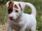 À vendre, 4 chiots Jack Russell non LOF nés en avril 2026