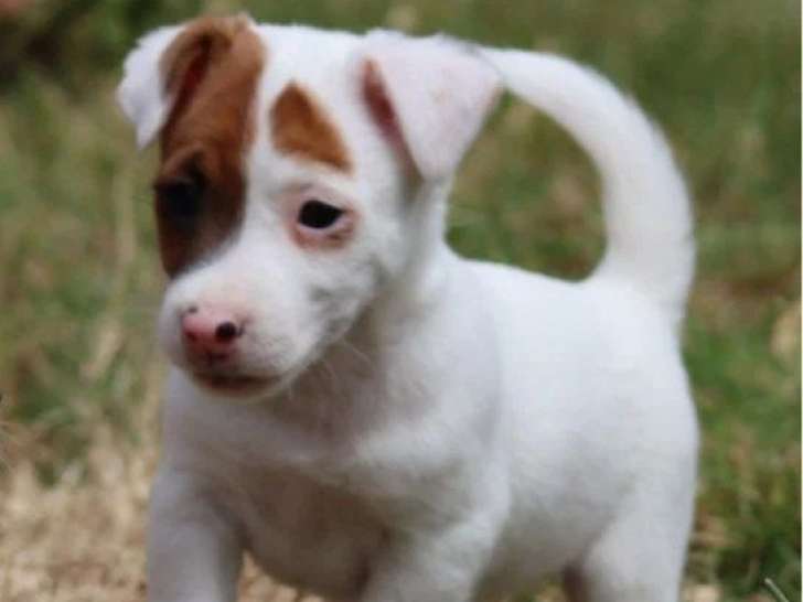À vendre, 4 chiots Jack Russell non LOF nés en avril 2026