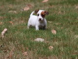 À vendre, 4 chiots Jack Russell non LOF nés en avril 2026