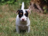 À vendre, 4 chiots Jack Russell non LOF nés en avril 2026