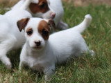 À vendre, 4 chiots Jack Russell non LOF nés en avril 2026