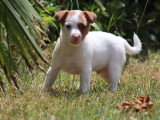 À vendre, 4 chiots Jack Russell non LOF nés en avril 2026