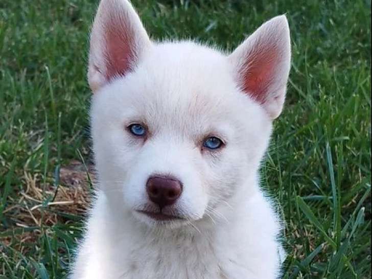 2 chiots Pomsky F3 à vendre non LOF mâle et femelle d'avril 2026